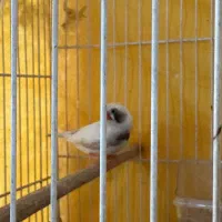 جفت فنچ لپ سیاه کاکلی(روی جوجه)|پرنده|طبس, |دیوار