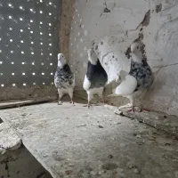 طوقی الماسی|پرنده|پیر سلیمان, |دیوار