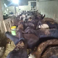 انواع گوسفند چاق کشتاری