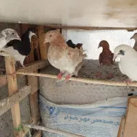 ده عدد کبوتر پرشی ساز|پرنده|اقبالیه, |دیوار