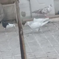 در حدود سه یا ۴ کیسه کود کفتر