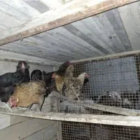 فروش مرغ شهری|حیوانات مزرعه|قشم, |دیوار