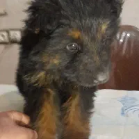 واگذاری توله ژرمن شولاین موبلند