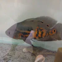 اسکارواسفرانوس