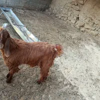 کهره نر بز پاکستانی بره میش بز بره