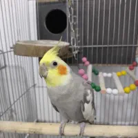 پرنده عروس هلندی