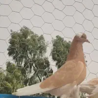 کفتر خال پرشی یکجا