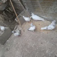 ۷عدد کفتر|پرنده|رشت, حافظ آباد|دیوار