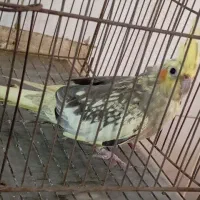 عروس هلندی ماده آماده تخم گذاری