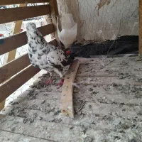 کبوتر سوسکی|پرنده|پاکدشت, پاکدشت (مامازند)|دیوار