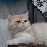 پرشین ایرانی