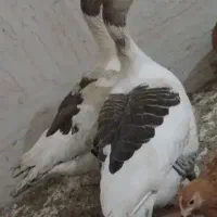 غاز ماده