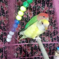کوتوله برزیلی|پرنده|منوجان, |دیوار