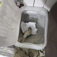 گیرینچیک تراکویس یلوساید