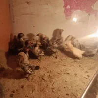 تخم نطفه دار و جوجه ۲۵روزه مرغ و خروس سبرایت|حیوانات مزرعه|الیگودرز, |دیوار