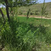 ۱۲۰۰ متر زمین باغی فریدونشهر روستایی سرداب