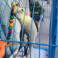 طوطی عروس نر