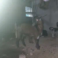 بزغاله نر|حیوانات مزرعه|علی‌آباد کتول, |دیوار