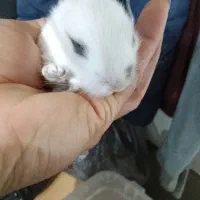 بچهخرگوش|موش و خرگوش|رشت, شهرک صبا|دیوار