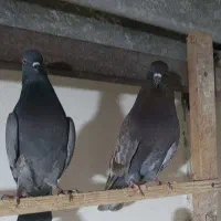 کفتر