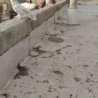 کبوتر گمشده (قلمکار)