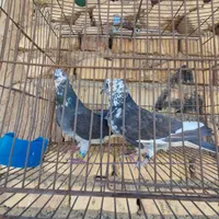 کبوتر|پرنده|اصفهان, منتظرالمهدی|دیوار