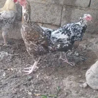 مرغ چابهاری