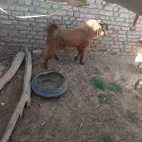 بز تک شاد نر