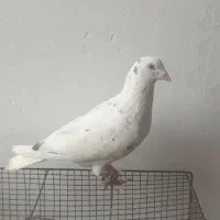 سار تهرانی نر