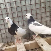کبوتر طوقی|پرنده|کرمان, |دیوار