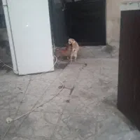 یک جفت طوله سگ پاکوتاه
