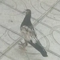 کبوتر گم شده شیرنی دار