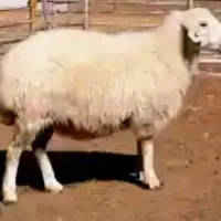 بره بومی درجه یک خونگی