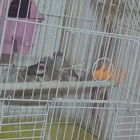 فنج نر و ماده|پرنده|مهربان, |دیوار