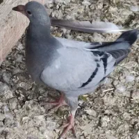 جوجه پلاکی