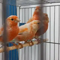 قناری|پرنده|خرم‌آباد, |دیوار