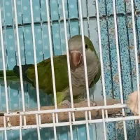 طوطی راهب ۲عدد ماده همراه تست جنسیت