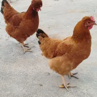 دوتا مرغ تخم کن خوش رنگ|حیوانات مزرعه|دشتابی, |دیوار