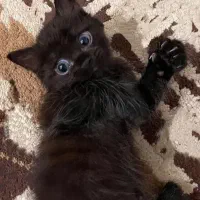 توله گربه کمتر ۳ ماه