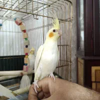 عروس هلندی لوتینو|پرنده|قم, پردیسان|دیوار