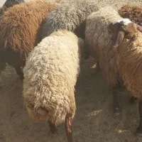 بره نر و ماده