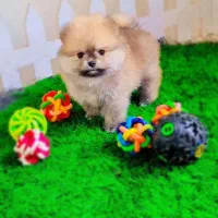 پامرانین عروسکی|سگ|اصفهان, فرهنگیان|دیوار