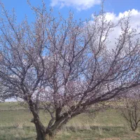 فروش-باغ-انگور