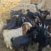 فروش بز آبستن جوان|حیوانات مزرعه|مارگون, |دیوار