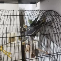 پنج عروس هلندی نروماده یکساله