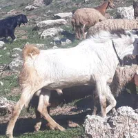 باب داشت تمیز سالم وسرحالل