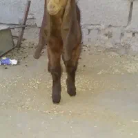 بیگ و بز نر افغانی|حیوانات مزرعه|دزفول, |دیوار