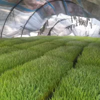 خزانه برنج بانک نشا آماده کاشت