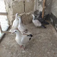 کبوتربجنورد|حیوانات|مشهد, شهید فرامرز عباسی|دیوار