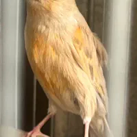 قناری ماده آماده ۵ تخم
